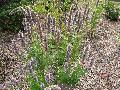 Blue Fortune Hissop / Agastache foeniculum 